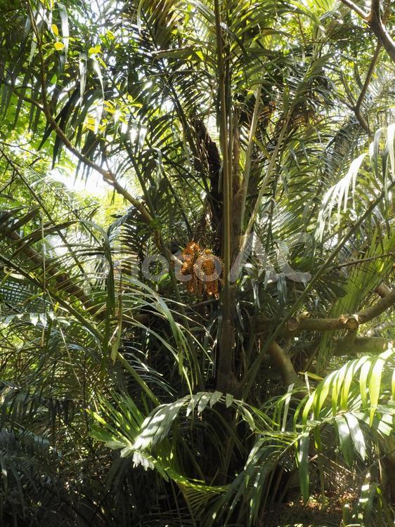 クロツグの木（沖縄県那覇市）