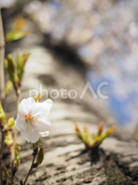 ソメイヨシノ（北海道札幌市、大通公園）