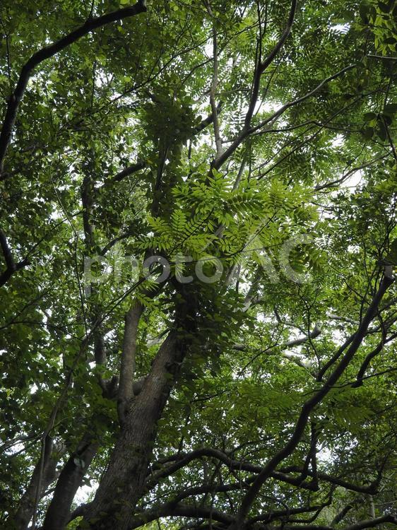 沖縄の森林、末吉公園（沖縄県那覇市）