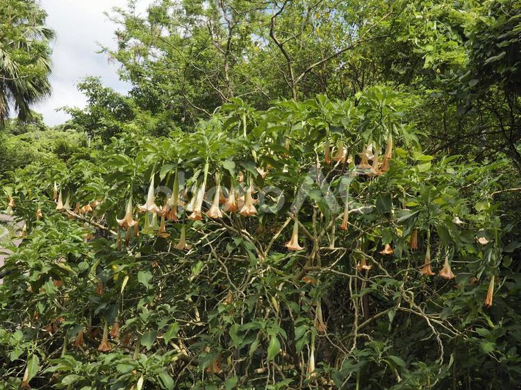 キダチチョウセンアサガオ（沖縄県那覇市）