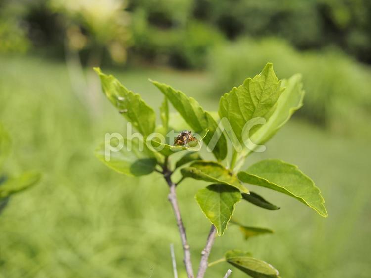 イワサキクサゼミ（沖縄県那覇市）