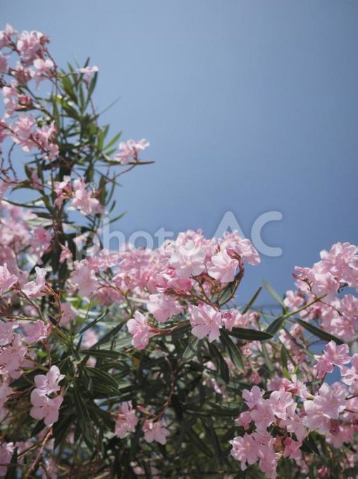 キョウチクトウ、ピンクの花（沖縄県那覇）