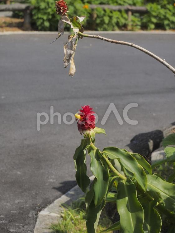 スパイラル・ジンジャー（沖縄県那覇市）