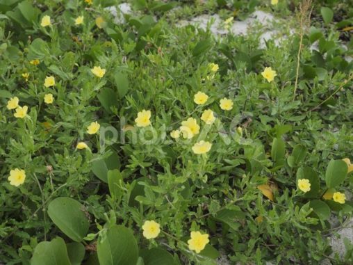 コマツヨイグサ（沖縄県金武町）