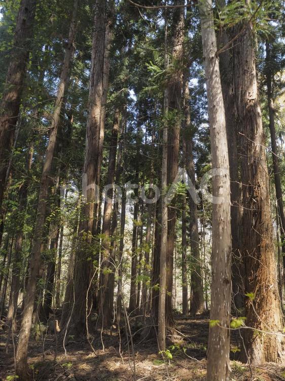 スギ林（北海道札幌市、円山原始林）