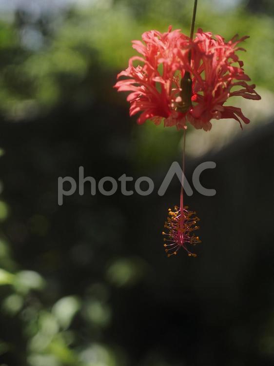 フウリンブッソウゲ（沖縄県那覇市）