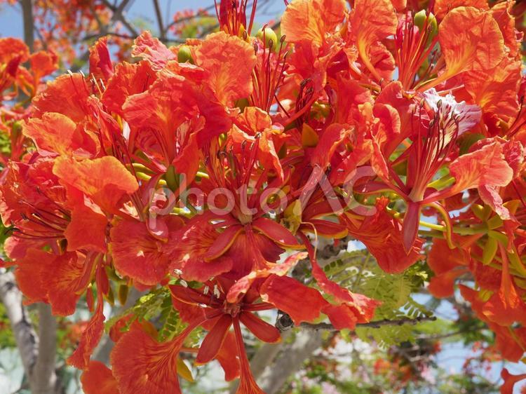 ホウオウボクの花（沖縄県浦添市）