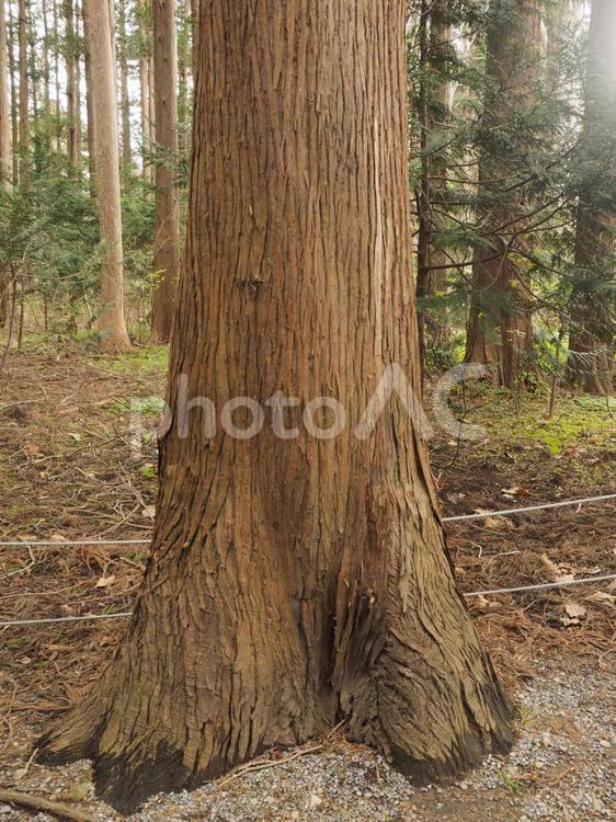 ヒノキアスナロの根本（北海道札幌市）