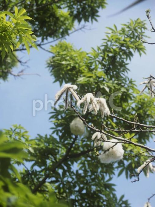 トックリキワタの綿（沖縄県那覇市）