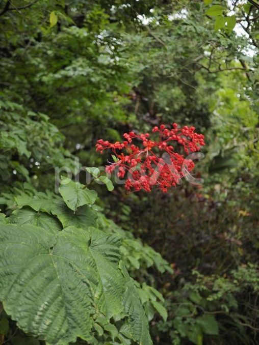 シマヒギリの花（沖縄県那覇市）