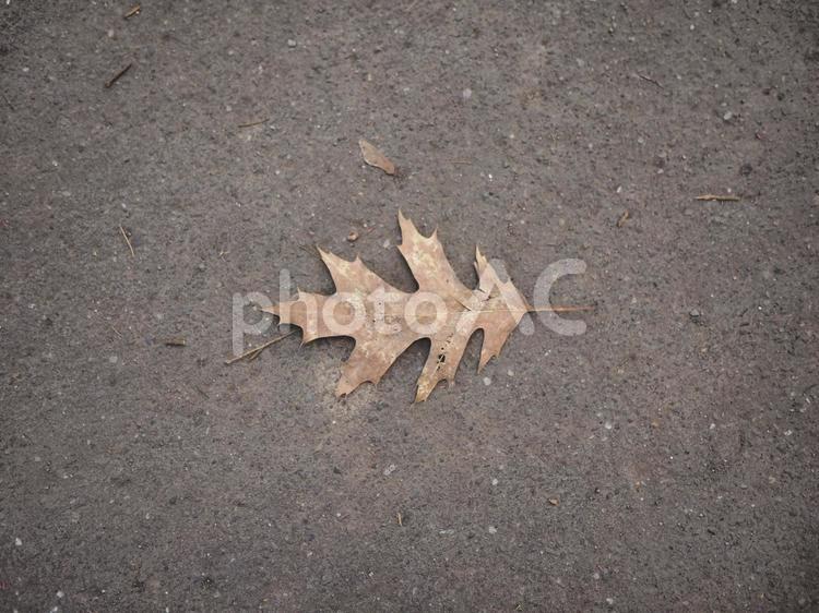 落ち葉（北海道札幌市）