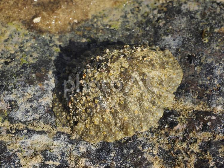 イソアワモチ（沖縄県宜野座村）