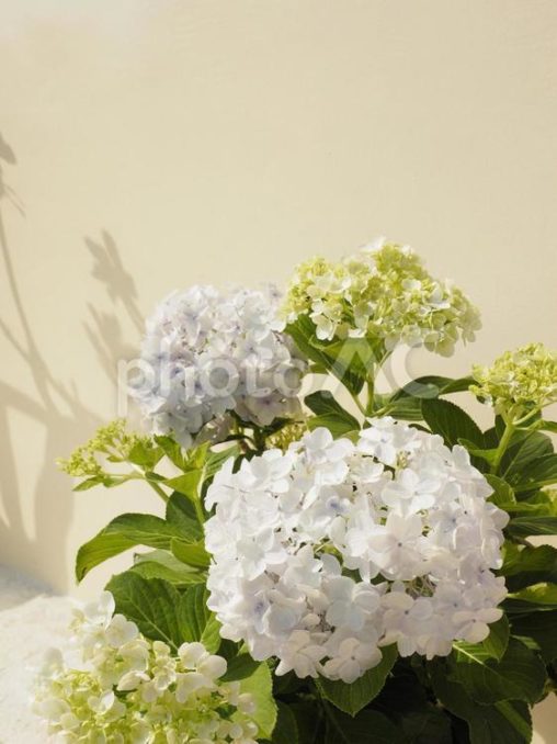 白いアジサイの花