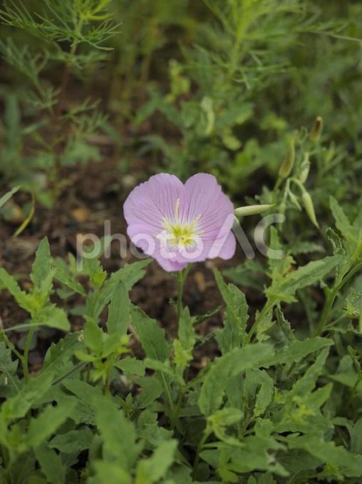 昼咲き月見草の花（沖縄県那覇市）