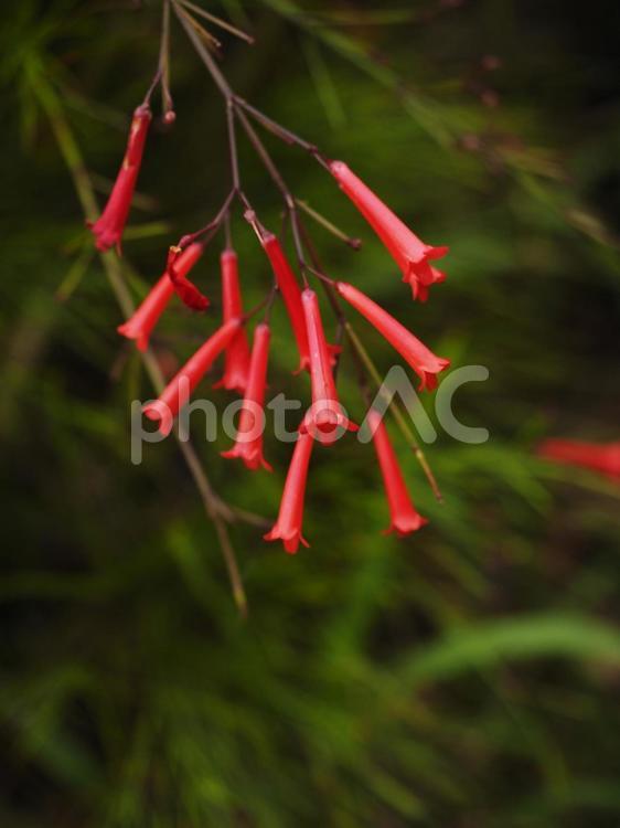 ハナチョウジ（沖縄県那覇市）