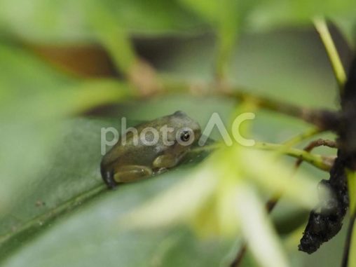 カエル（幼体と成体の間）（沖縄県那覇市）