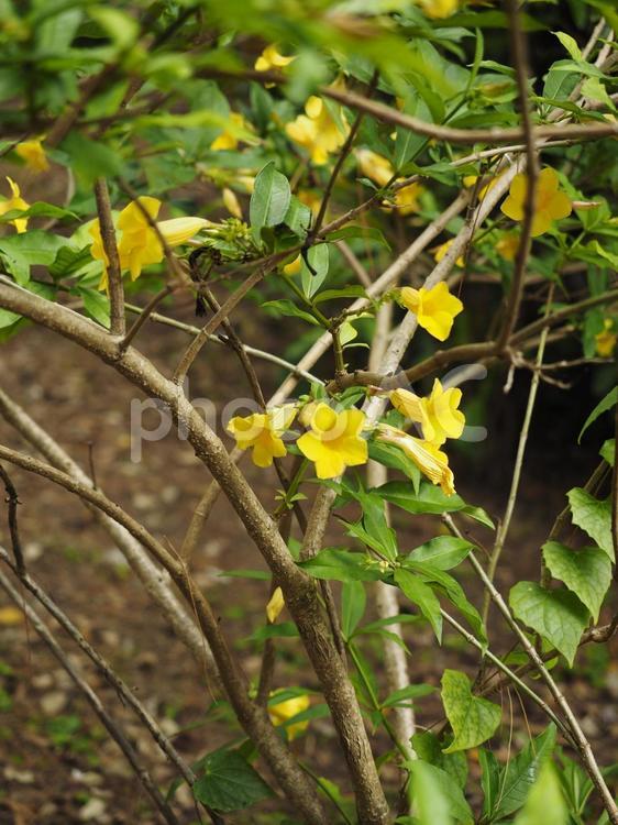 イエローアラマンダ（沖縄県那覇市）