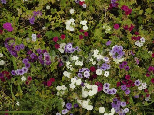 花壇に咲いた花々（フロックス）