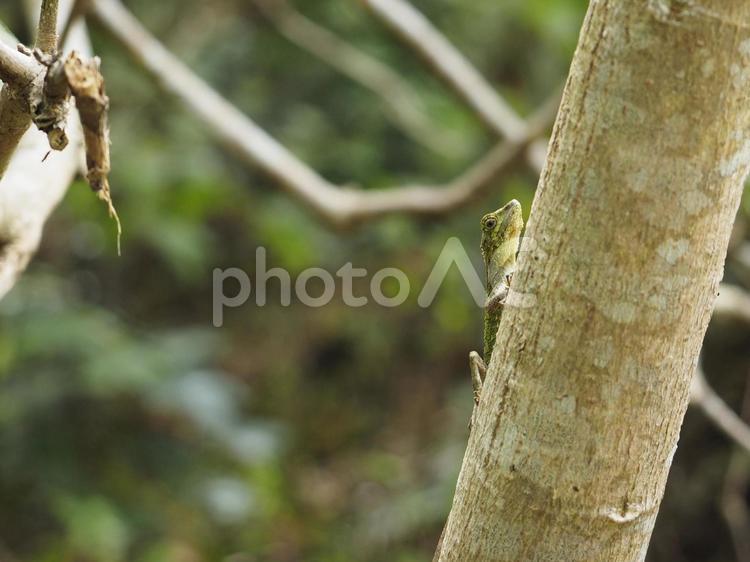 リュウキュウキノボリトカゲ（沖縄県）