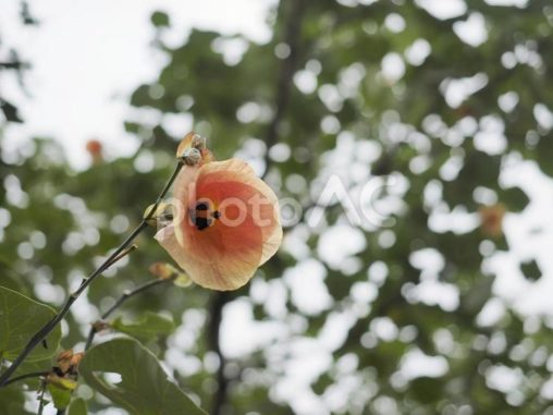 オオハマボウの花（沖縄県那覇市）