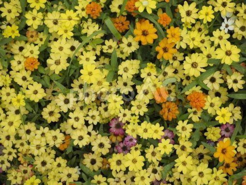 花壇に咲いた花々（百日草〔ジニア〕）