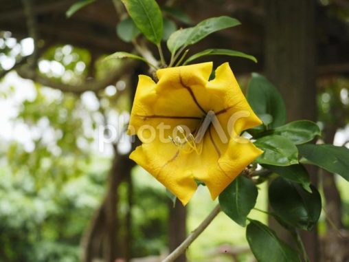 ラッパバナ（沖縄県那覇市）