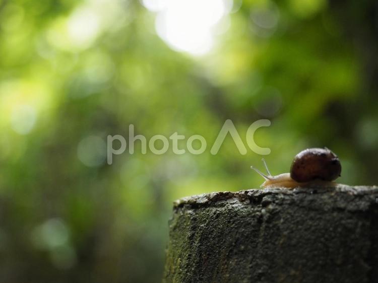 カタツムリ（沖縄県那覇市）