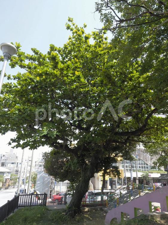 モモタマナの木、希望ヶ丘公園（那覇市）