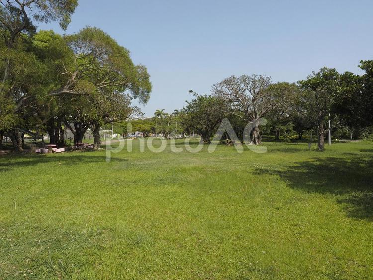 公園の芝生の広場（漫湖公園、沖縄県那覇）