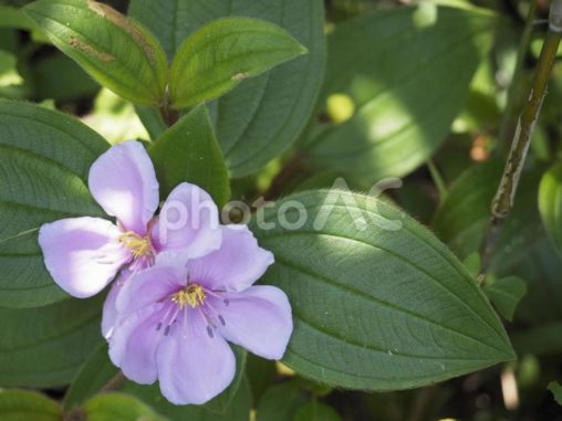 ノボタン（沖縄県渡嘉敷村）