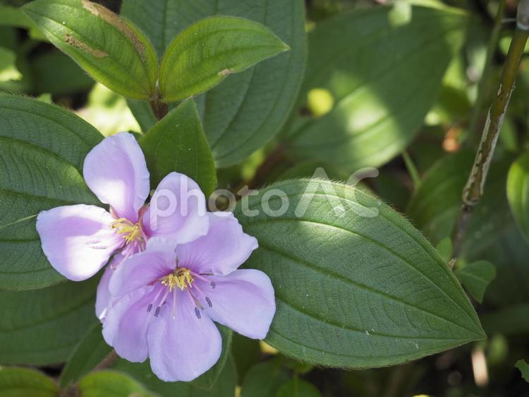 ノボタン（沖縄県渡嘉敷村）