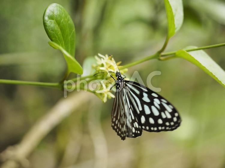 リュウキュウアサギマダラ（沖縄県那覇市）