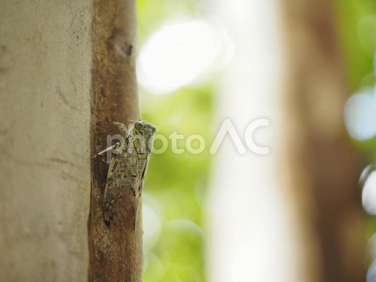 ニイニイゼミ（沖縄県那覇市）