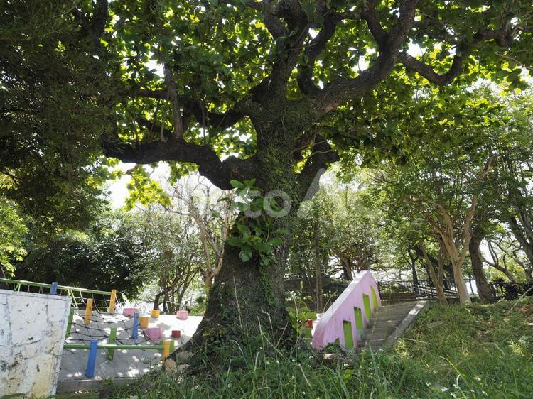 大きなモモタマナ、希望ヶ丘公園（那覇市）