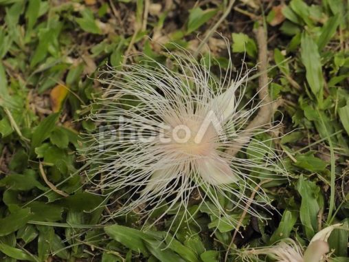 サガリバナの落ち花（沖縄県那覇市）