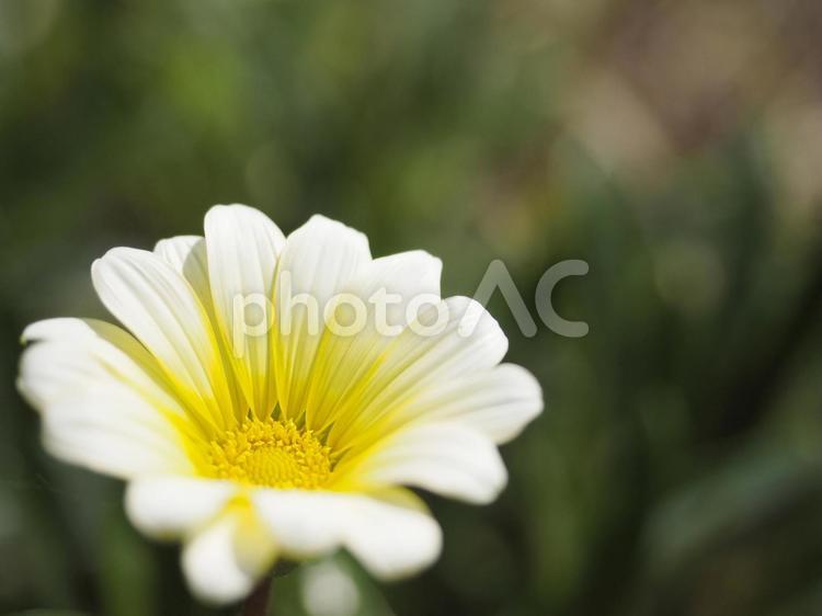 ガザニア、白い花