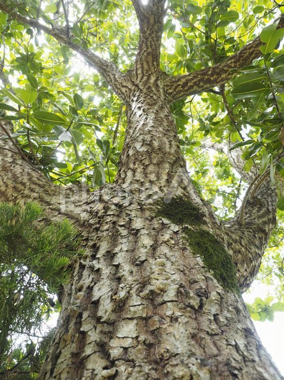 テリハボク（沖縄県那覇市）