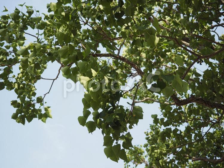 青空と木の葉、ナンキンハゼの木