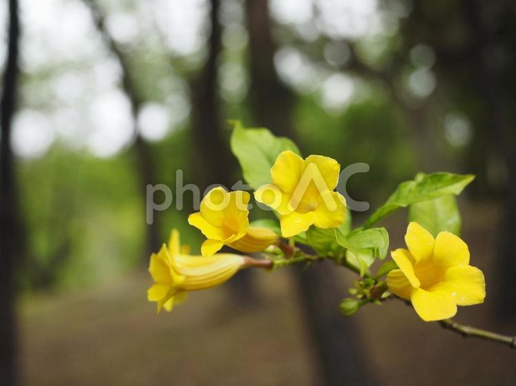 イエローアラマンダ（沖縄県那覇市）