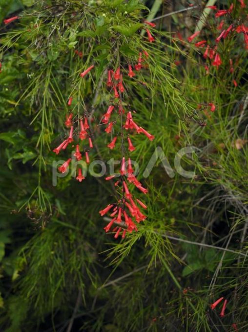 ハナチョウジ（沖縄県那覇市）