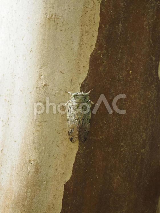 ニイニイゼミ（沖縄県那覇市）