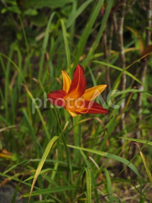アキノワスレグサ、クワンソウ（沖縄県）
