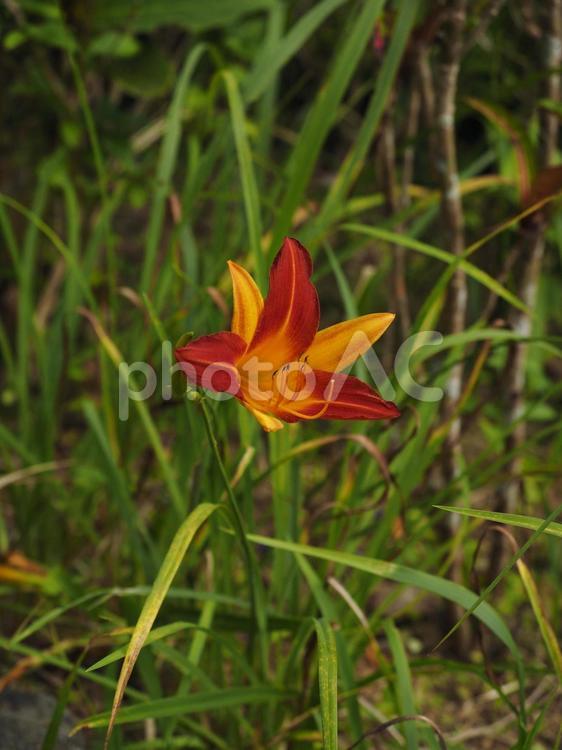 アキノワスレグサ、クワンソウ（沖縄県）