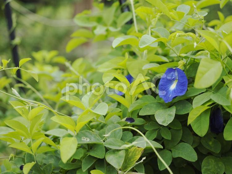 バタフライピー、チョウマメ
