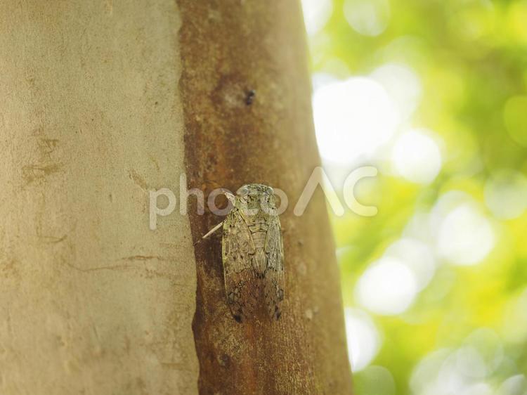 ニイニイゼミ（沖縄県那覇市）
