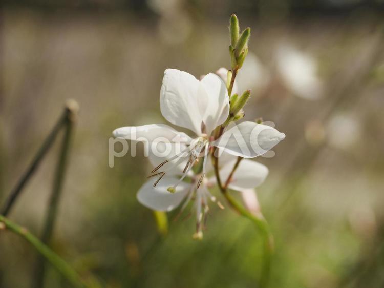 ガウラの白い花