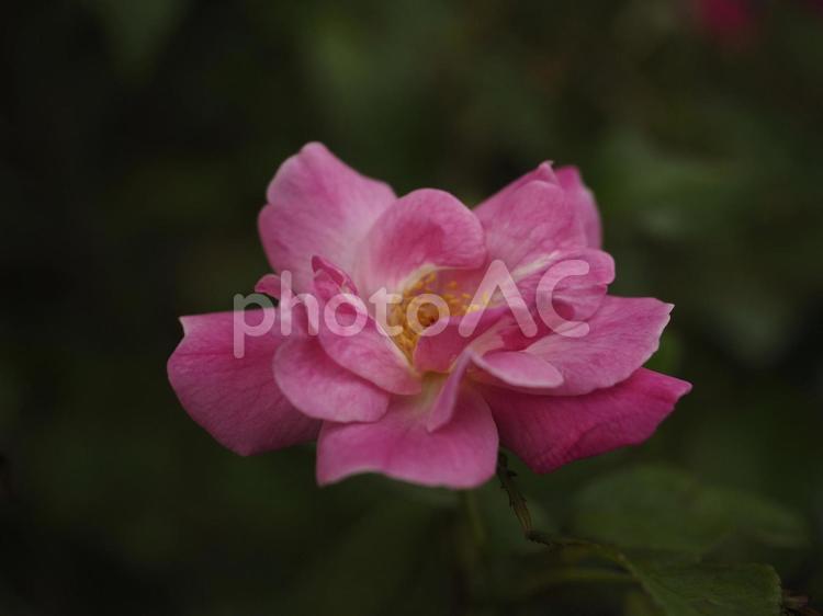 ピンクのバラの花（沖縄県那覇市）