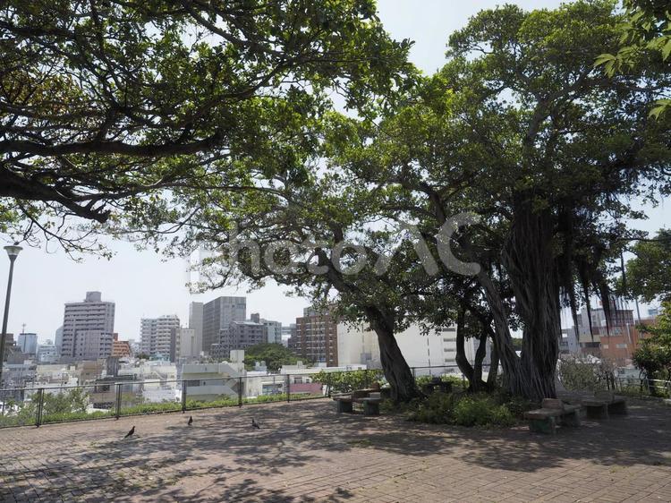 希望ヶ丘公園、ガジュマル（沖縄県那覇市）