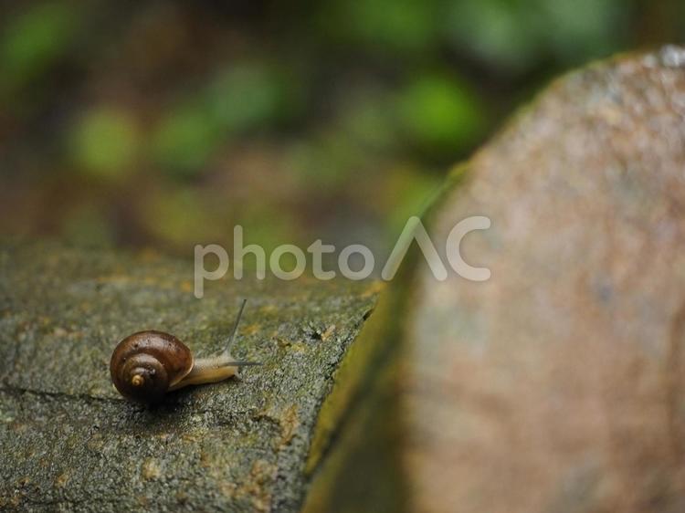 カタツムリ（沖縄県那覇市）