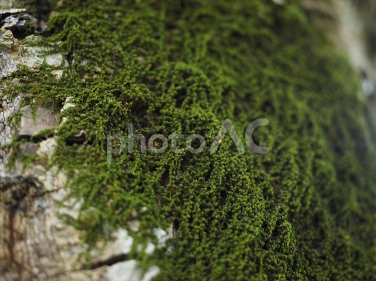 テリハボクの幹についた苔（沖縄県那覇市）